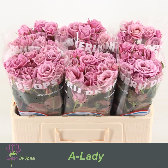 <h4>R tr A-Lady</h4>