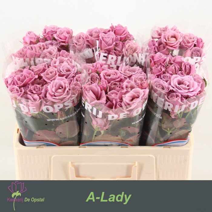 <h4>R Tr A-lady</h4>
