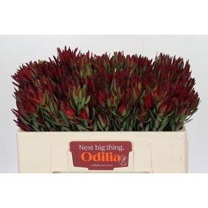 Leucadendron Blush