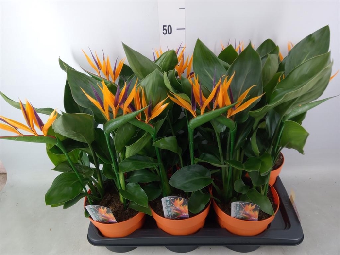 <h4>Arr.  Strelitzia L%</h4>