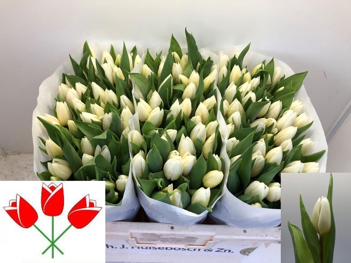 <h4>TU EN WHITE PRINCE</h4>