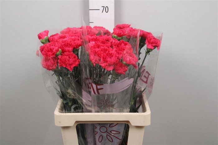 <h4>Di St Cervantes</h4>