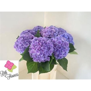 Hydr M Royal Majestic Bl