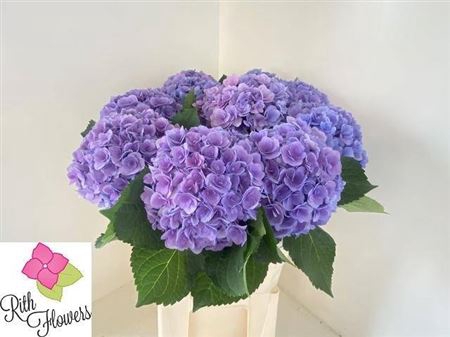 <h4>Hydr M Royal Majestic Bl</h4>