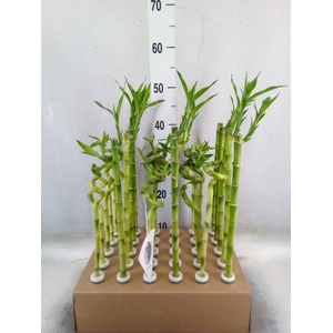 Dracaena sand. 'Lucky Bamboo' ..pyr