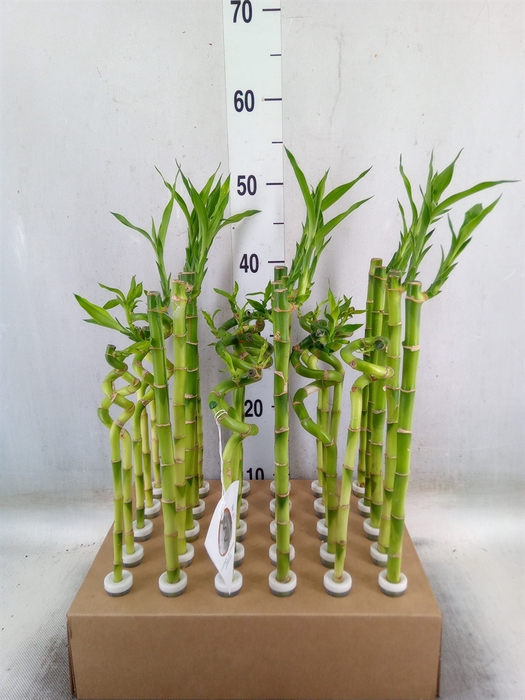 <h4>Dracaena sand. 'Lucky Bamboo' ..pyr</h4>