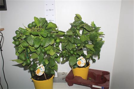 <h4>Citr Meyeri Meyer 5+</h4>