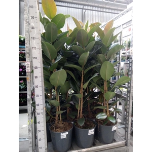Ficus elastica 'Robusta'