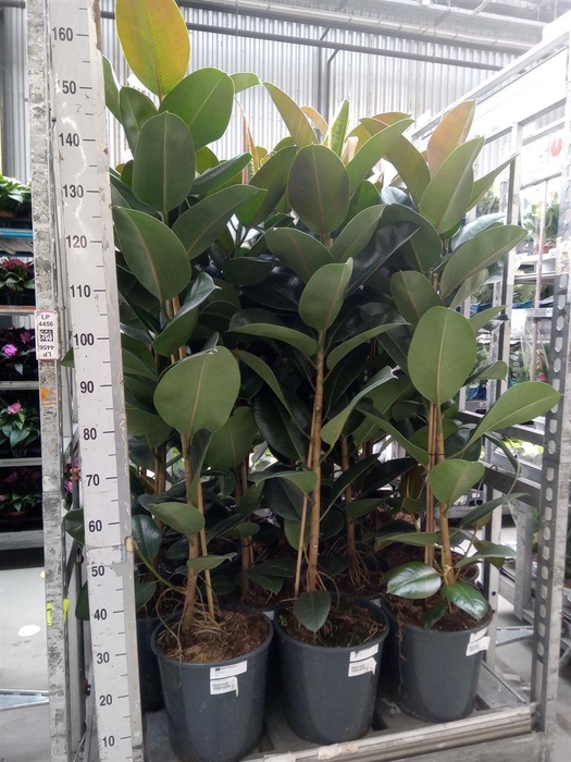 <h4>Ficus elastica 'Robusta'</h4>