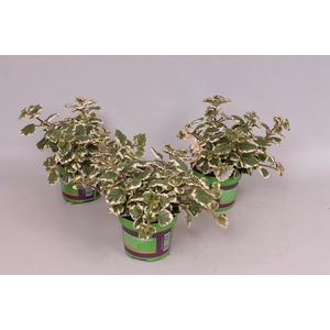 Plectranthus Coleoides bont