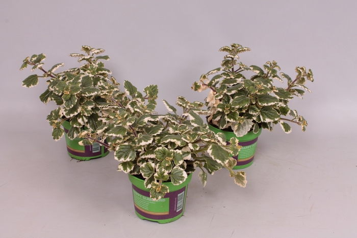 <h4>Plectranthus Coleoides bont</h4>