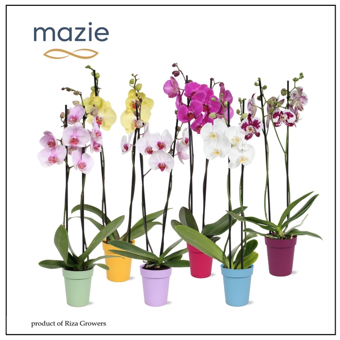 <h4>Phalaenopsis   ...mix  5</h4>