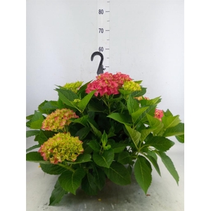 Hydrangea mac. 'Hi River'