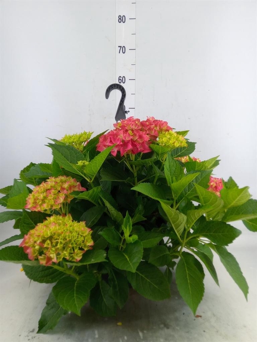 <h4>Hydrangea mac. 'Hi River'</h4>