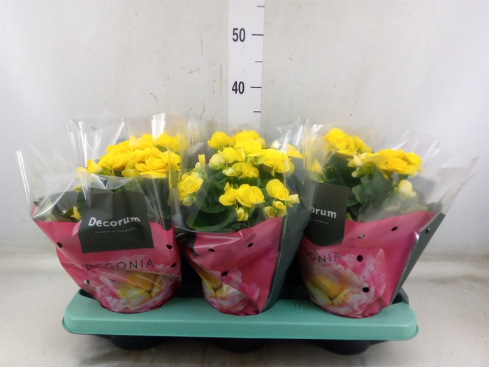 <h4>Begonia elat. HL 'Rebecca'</h4>