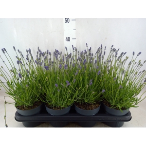 Lavandula angus. 'Essence Pure'