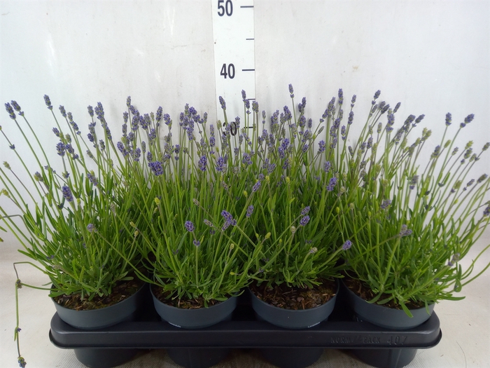<h4>Lavandula angus. 'Essence Pure'</h4>