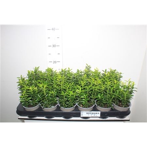Euonymus Ja M Aureov