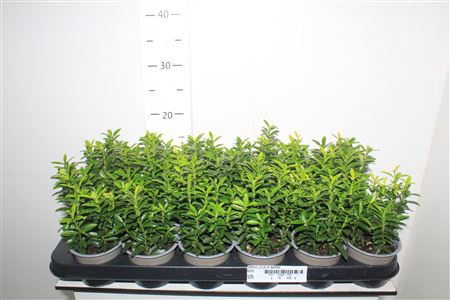 <h4>Euonymus Ja M Aureov</h4>