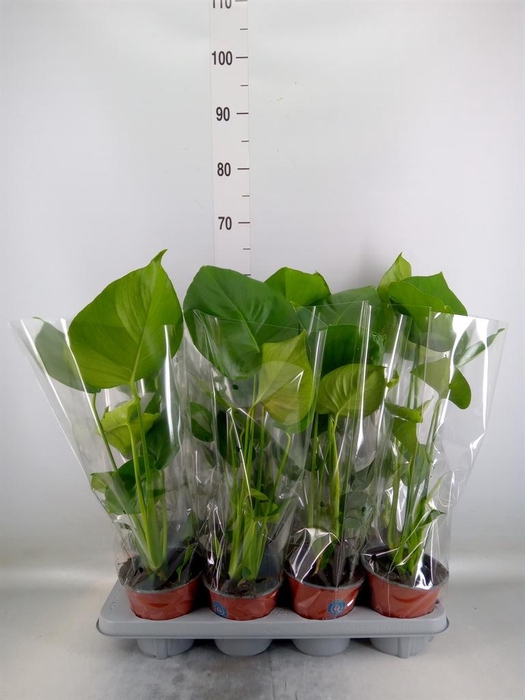 <h4>Monstera delic.</h4>