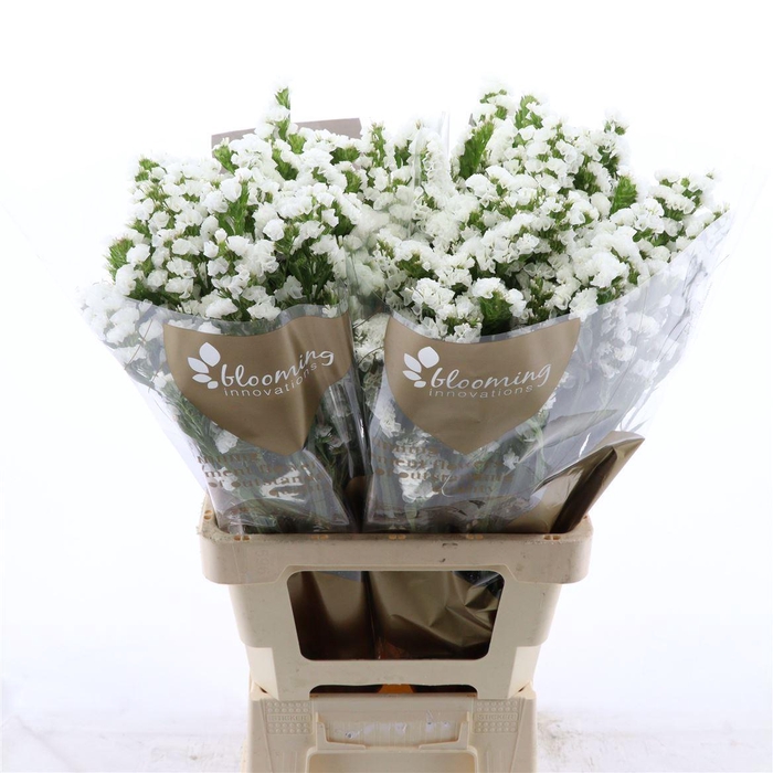 <h4>Statice Paula White+</h4>