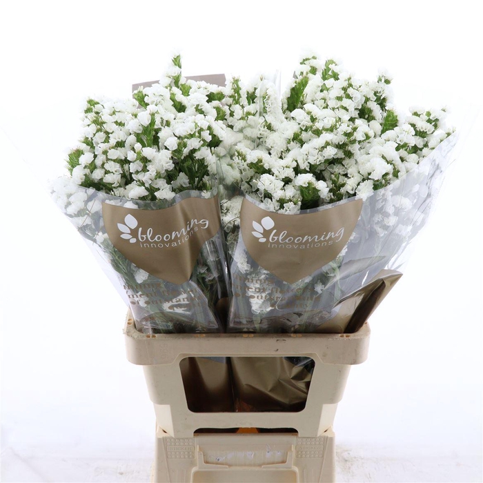 <h4>Statice Paula White+</h4>