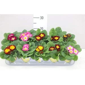Primula Ily Starflame Mix