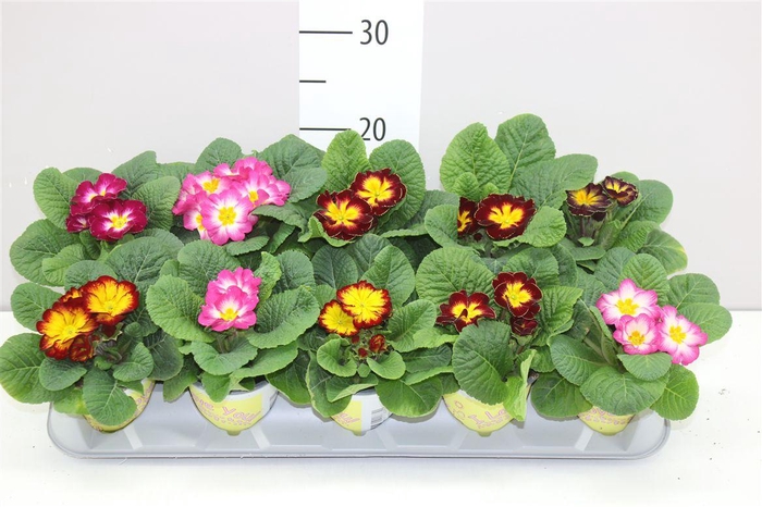 <h4>Primula Ily Starflame Mix</h4>