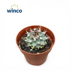 Turbinicarpus Alonsoi