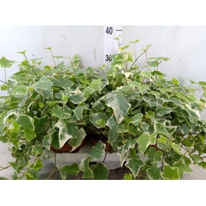 Hedera helix 'Ingelise'