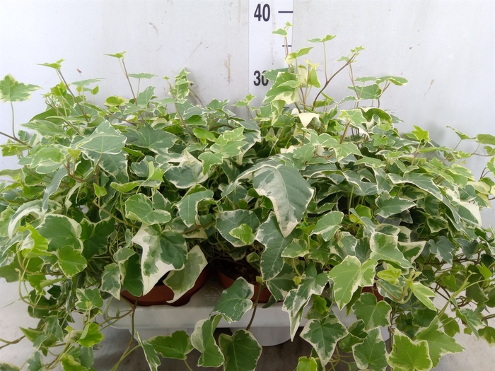 <h4>Hedera helix 'Ingelise'</h4>