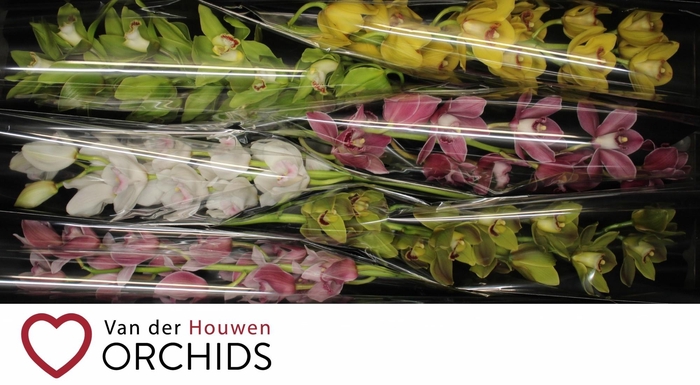 <h4>80 cm gemengd</h4>