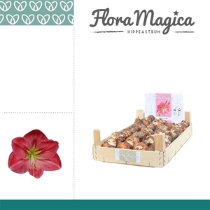 Hippeastrum 22/24 Bulb Roze in Wooden Crate