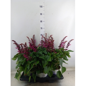 Salvia  'Salgoon Lake Flamingo'