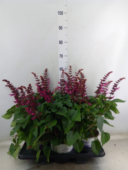 <h4>Salvia  'Salgoon Lake Flamingo'</h4>