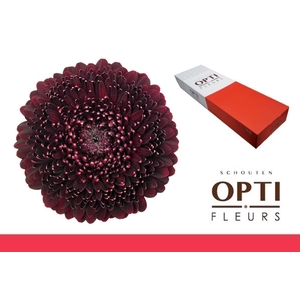 Germini Pomponi Black Pearl Doos