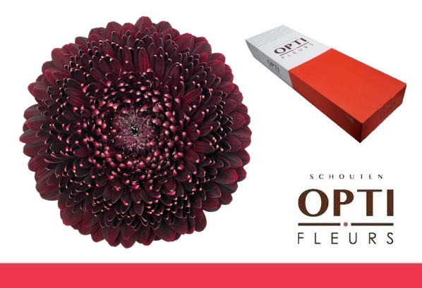 <h4>Germini Pomponi Black Pearl Doos</h4>