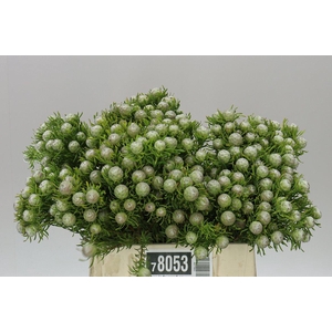 Kaaps Jade Pearl Spray