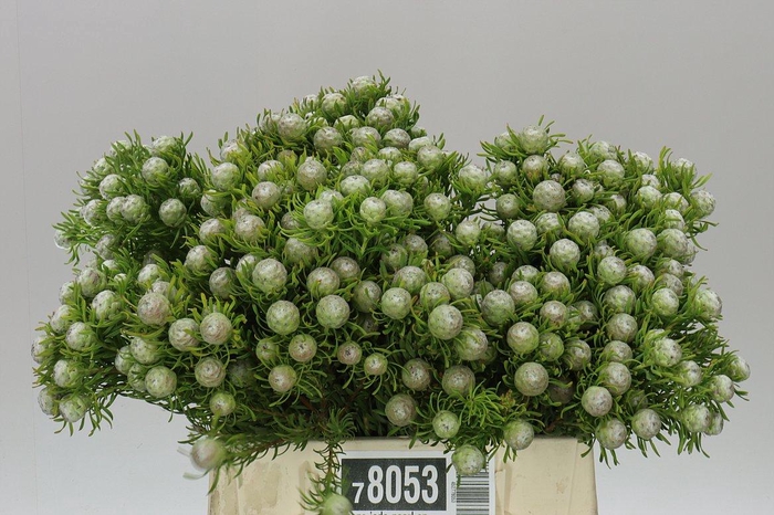 <h4>Kaaps Jade Pearl Spray</h4>