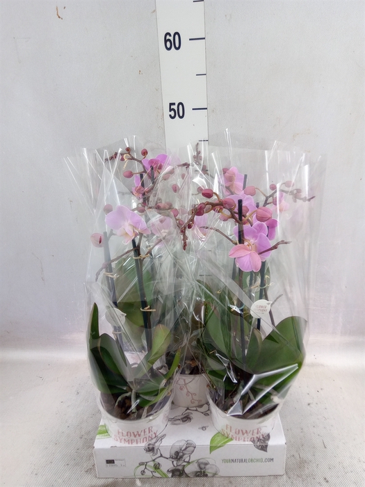 <h4>Phalaenopsis   ...rose</h4>