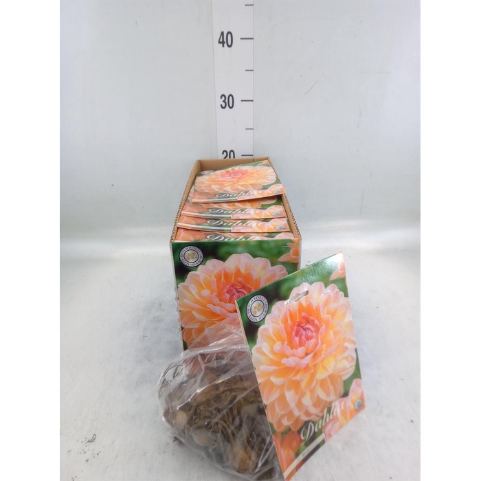 <h4>Dahlia   ...flowerbulbs</h4>