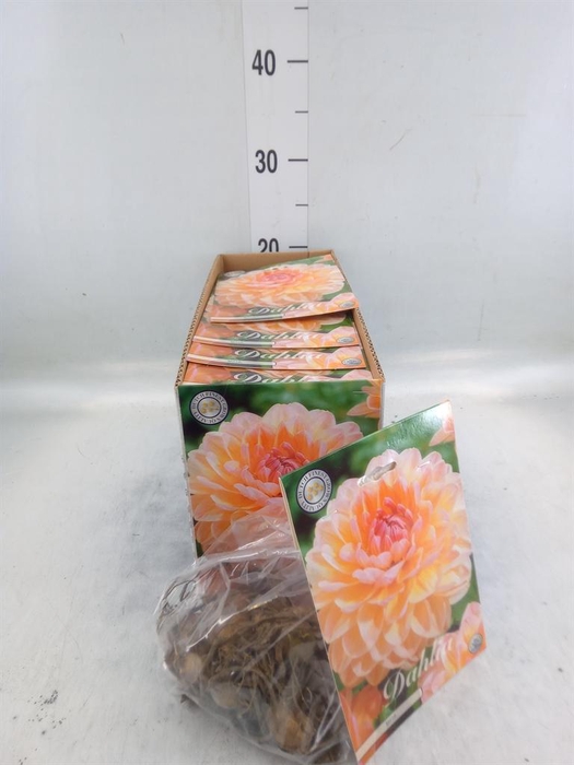 <h4>Dahlia   ...flowerbulbs</h4>