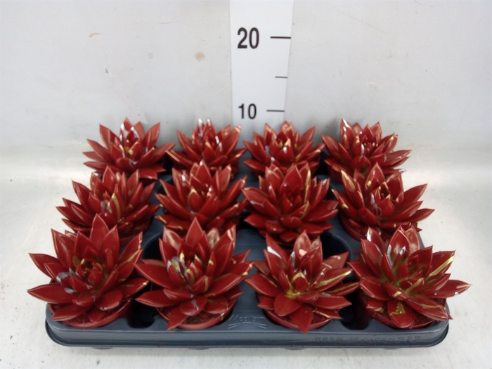 <h4>Echeveria  'Miranda'</h4>