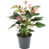 Anthurium Matata in transparant sleeve