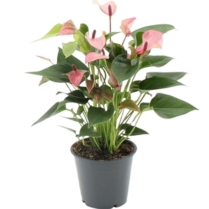 Anthurium Matata in transparant sleeve