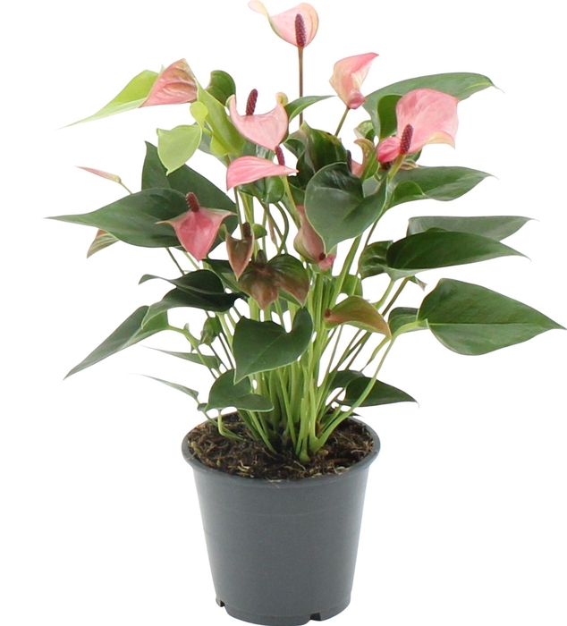 Anthurium Matata in transparant sleeve