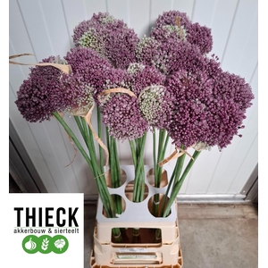 ALLIUM MRS BOUQUET