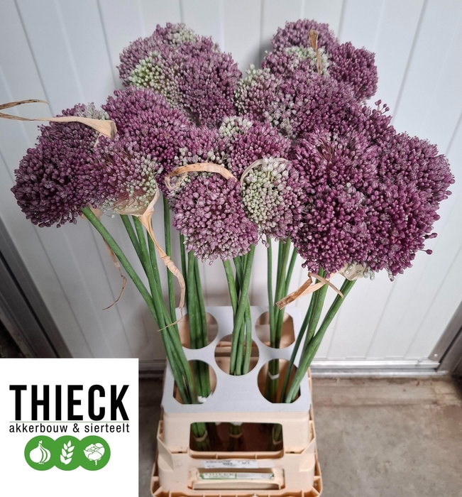 <h4>ALLIUM MRS BOUQUET</h4>