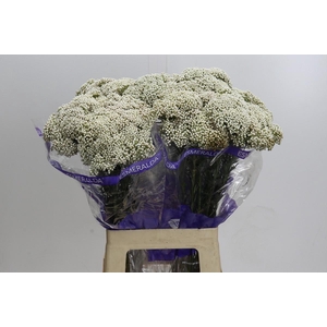 Ozothamnus Cooks Snow White