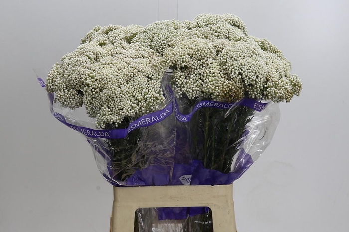 <h4>Ozothamnus Cooks Snow White</h4>